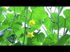 Otomatik Işık Derinliği Sera 8 -11m Genişlik Çevre Dostu