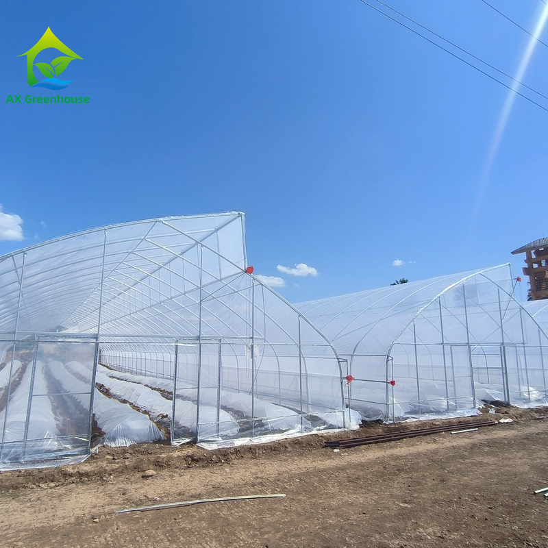 Tek Aralıklı Testere Diş Tasarımı sebze yetiştirme için özelleştirilmiş Tropikal Plastik Film Sera Tüneli