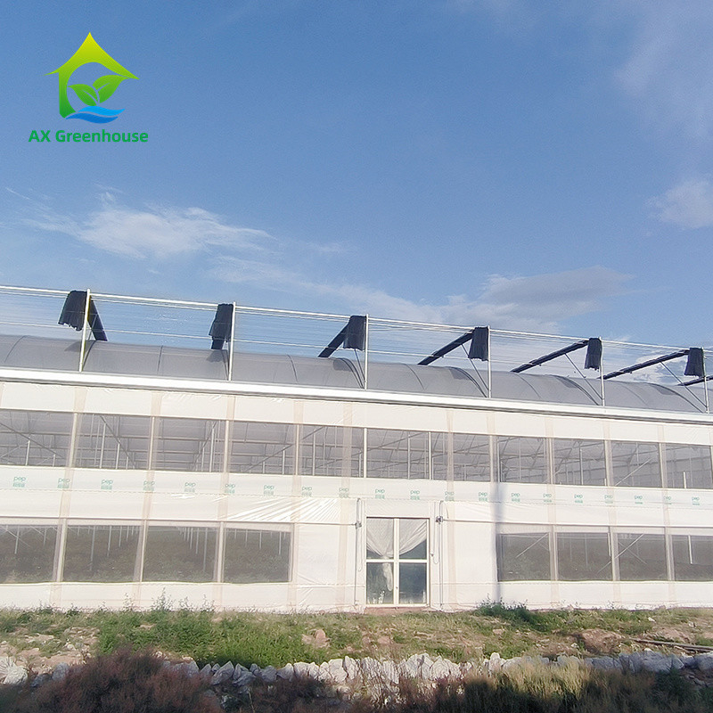 Multi Span Tropikal Metal Çerçeve Yapısı Domates Poly Tünel Sera Meyve Sebze