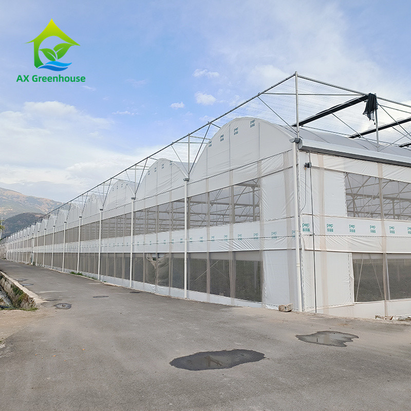 Multi Span Tropikal Metal Çerçeve Yapısı Domates Poly Tünel Sera Meyve Sebze