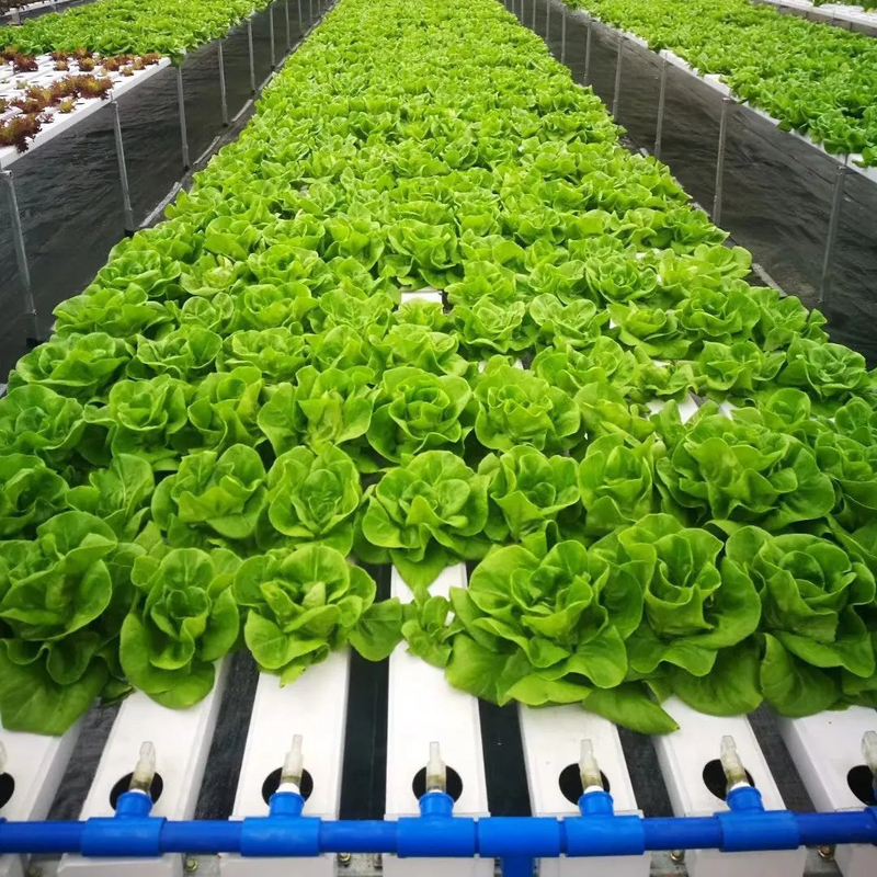 Topraksız Kapalı Çiftlik Çilek Büyüyen PVC Tüpleri Hidroponik için Satılık NFT Sistemi