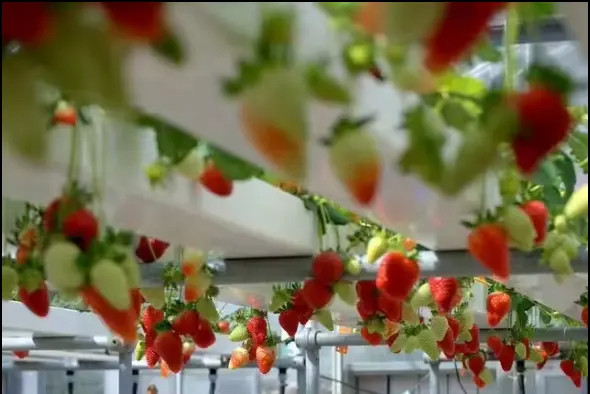 Topraksız Kapalı Çiftlik Çilek Büyüyen PVC Tüpleri Hidroponik için Satılık NFT Sistemi