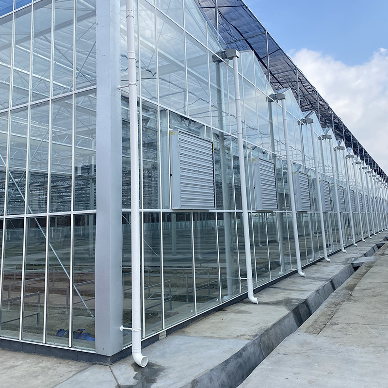 Tarımsal cam seralarda optimal havalandırma için sıcak daldırılmış galvanizli çelik yapısı ve güçlendirilmiş cam kapağı