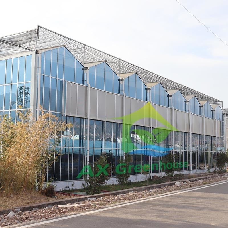 Venlo Tipi Tarımsal Cam Sera Tempered Panels Galvanize Çelik Çerçeve Salata yetiştirme için