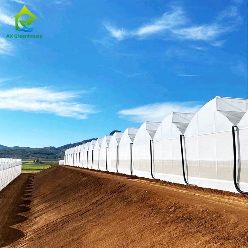 Plastik UV Film Poly Tünel Tarımsal Çakmak Dişli Çok Aralıklı Özel Sera Satılıyor