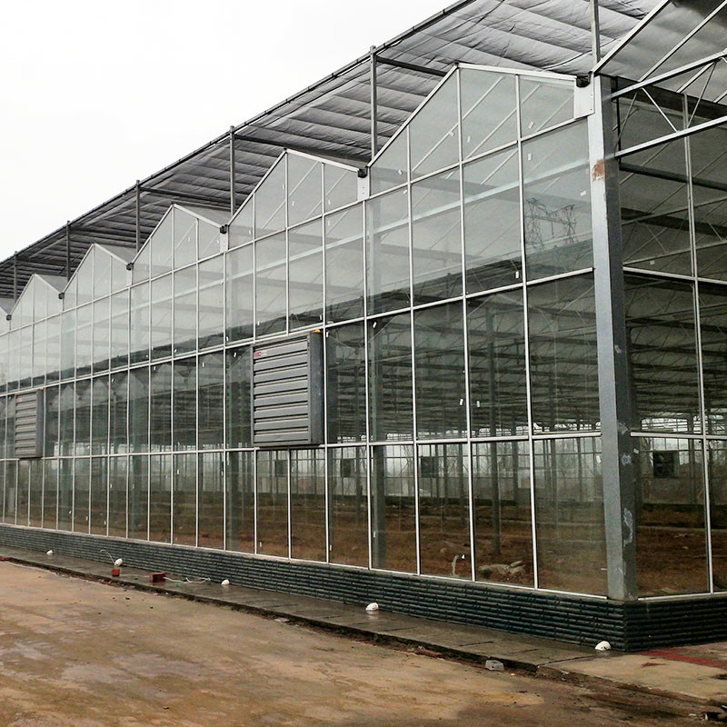Venlo Tipi Tarımsal Cam Sera Tempered Panels Galvanize Çelik Çerçeve Salata yetiştirme için