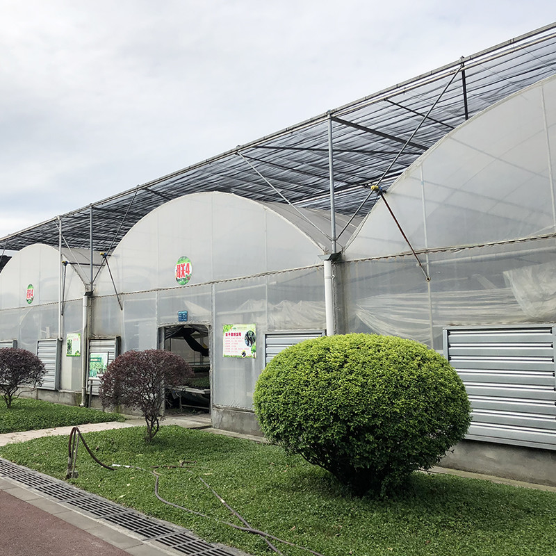 Çelik Yapı Büyük Tünel Özel Çok Aralıklı Plastik Blueberry Büyüyen Seralar Istikrarlı Yapı için
