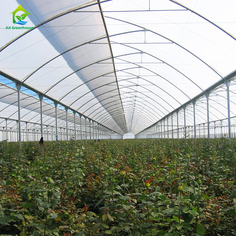 Yapraklı sebzeler, domates, salatalık, biber, patlıcan, çilek, karpuz yetiştirmek için geniş çok açıklıklı film serası