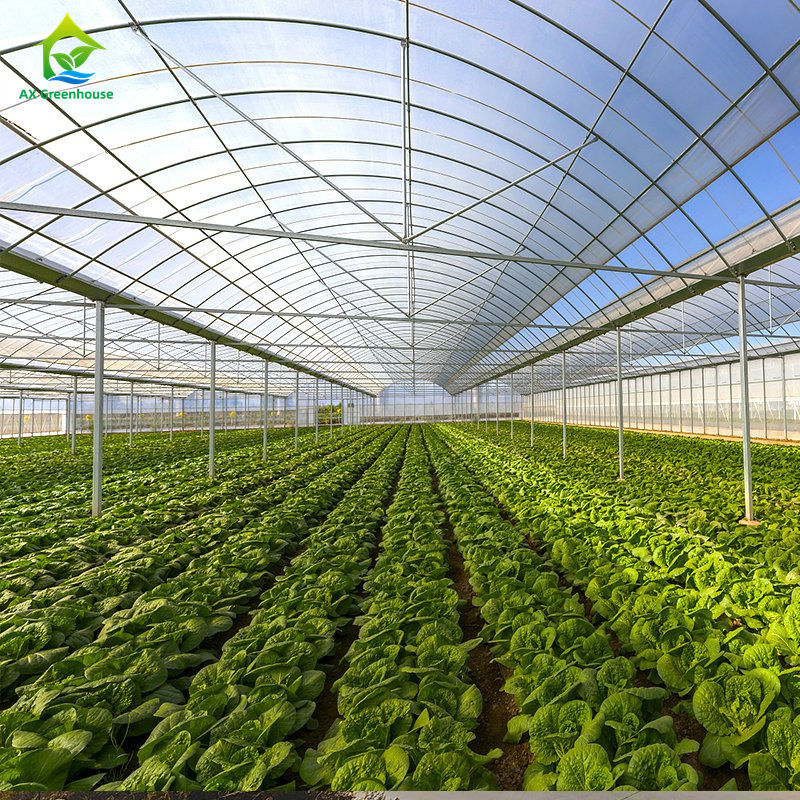 Yapraklı sebzeler, domates, salatalık, biber, patlıcan, çilek, karpuz yetiştirmek için geniş çok açıklıklı film serası
