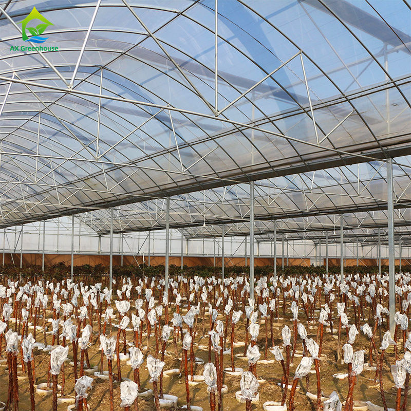 Yapraklı sebzeler, domates, salatalık, biber, patlıcan, çilek, karpuz yetiştirmek için geniş çok açıklıklı film serası