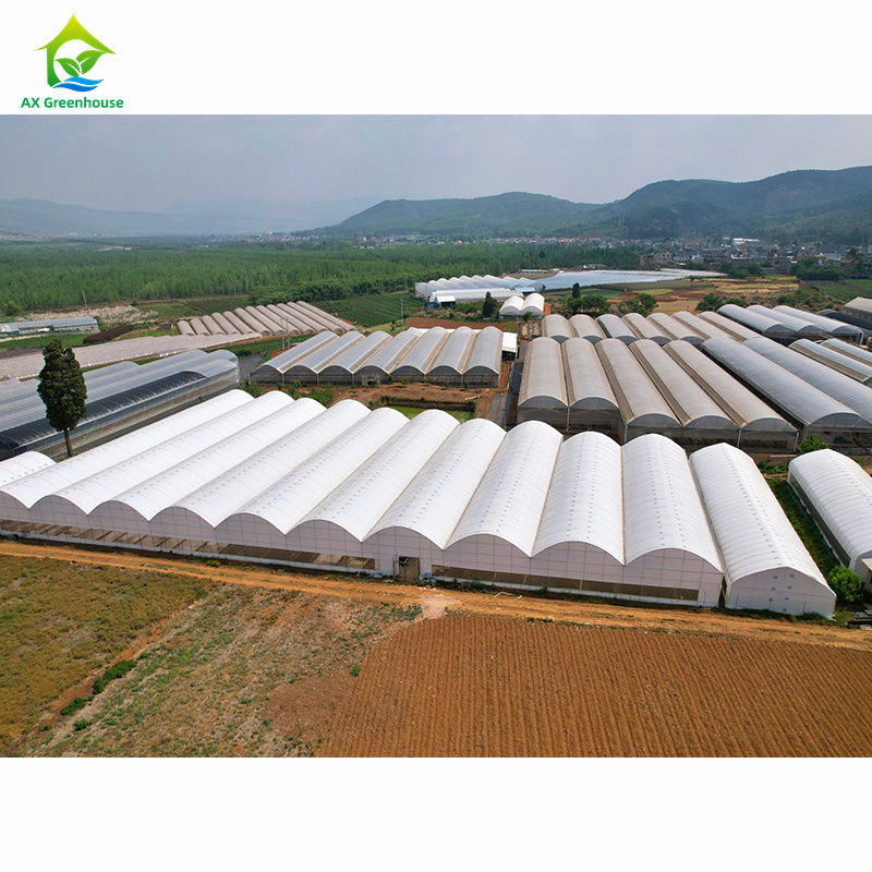 Büyük ölçekli tarımsal çok açıklıklı seralar | Toplu özelleştirme için profesyonel sera fabrikası