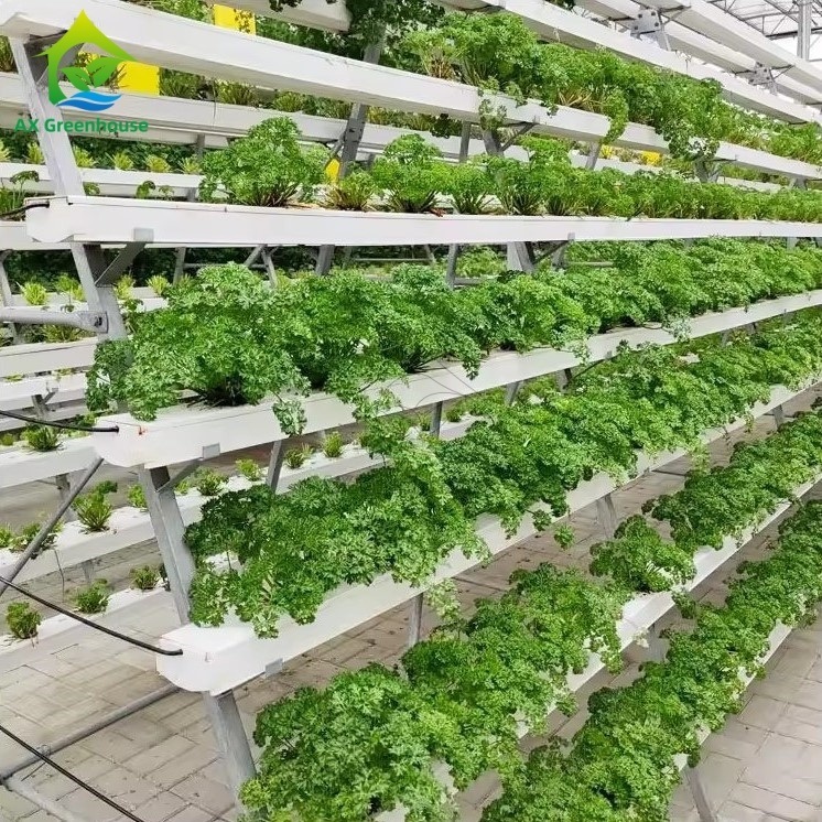 Sera Topraksız Kültür Sistemi A-çerçeve Besin Filmi Tekniği NFT Kanalı Verimli Sebze Yetiştiriciliği