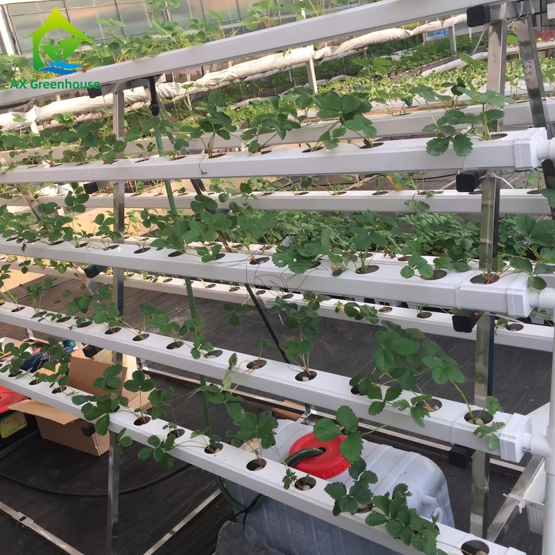 Sera Topraksız Kültür Sistemi A-çerçeve Besin Filmi Tekniği NFT Kanalı Verimli Sebze Yetiştiriciliği